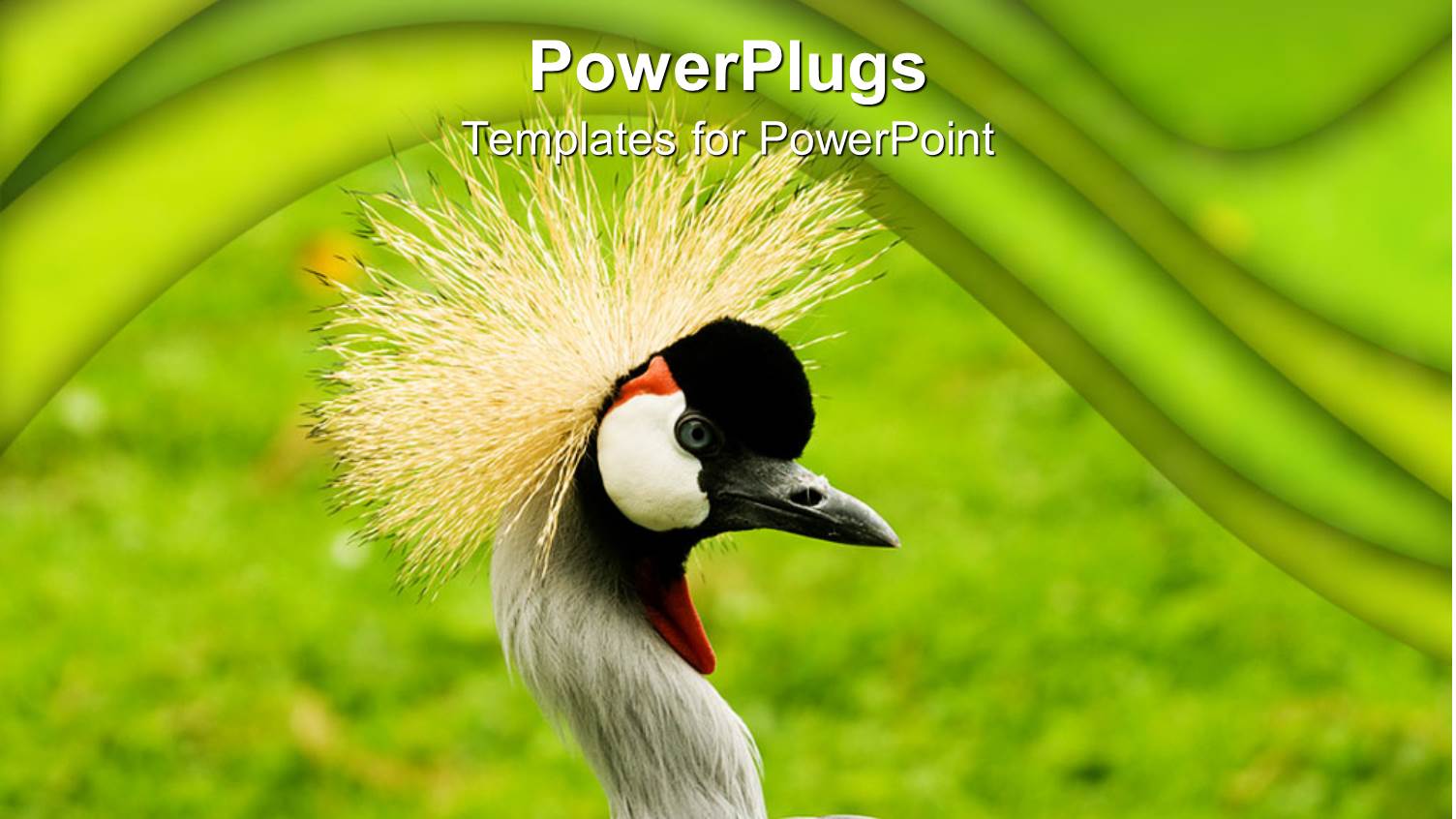 South African Crowned Crane Looks on Green Background