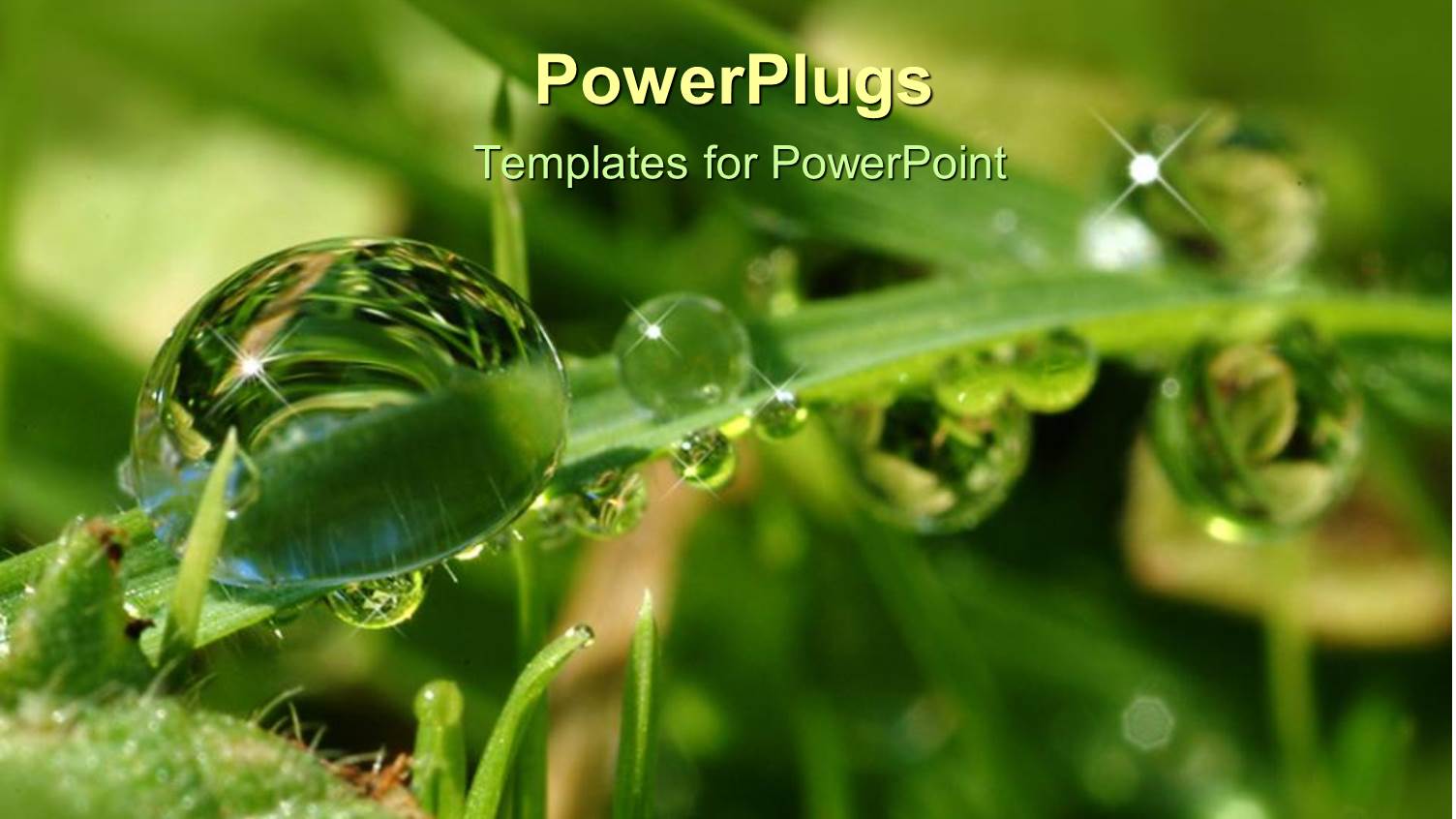 Sparkling Clear Depiction of Water Droplets with Leaves and Grass