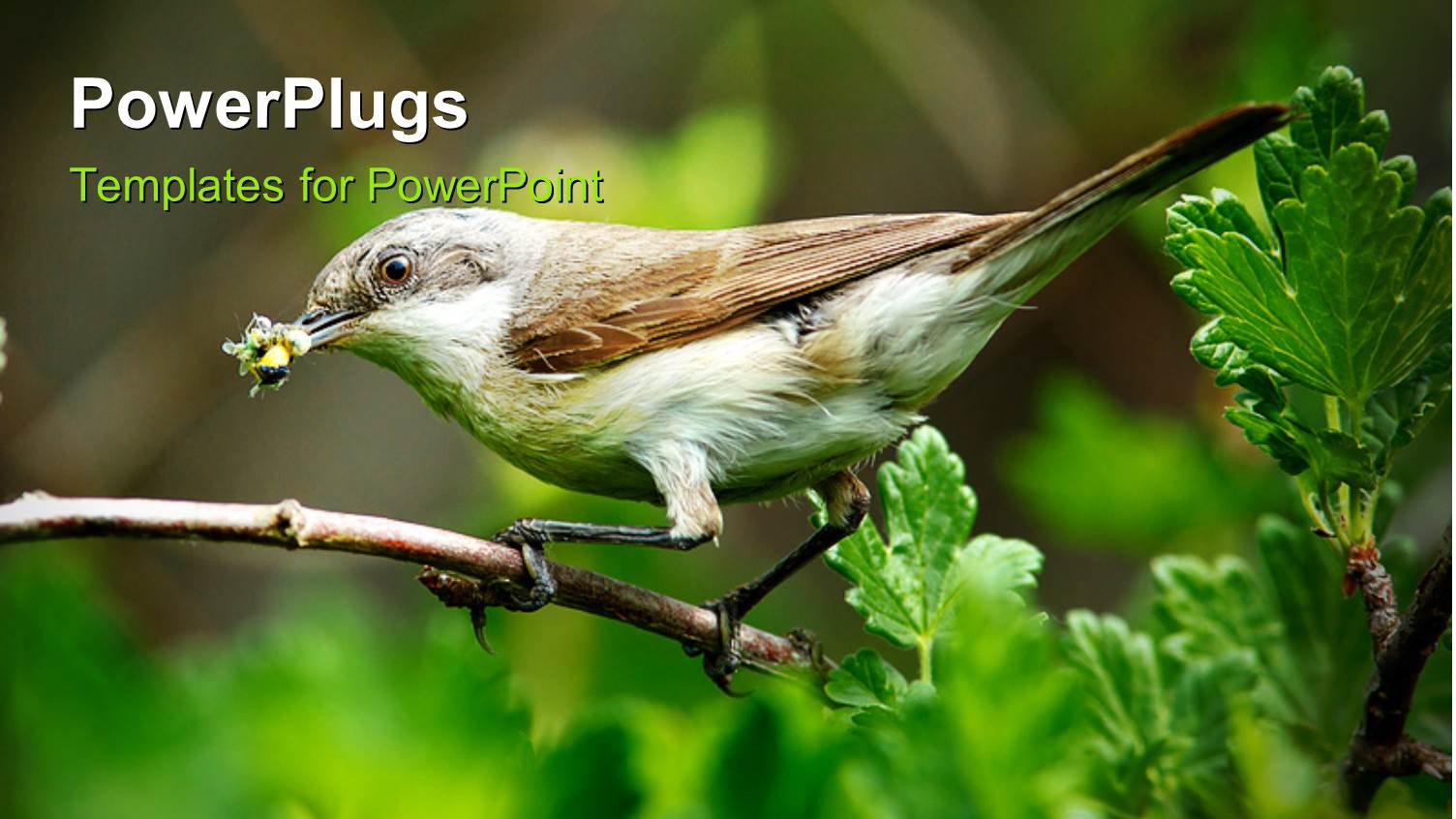 a Sparrow on the Branch of a Tree with Greenery in Background