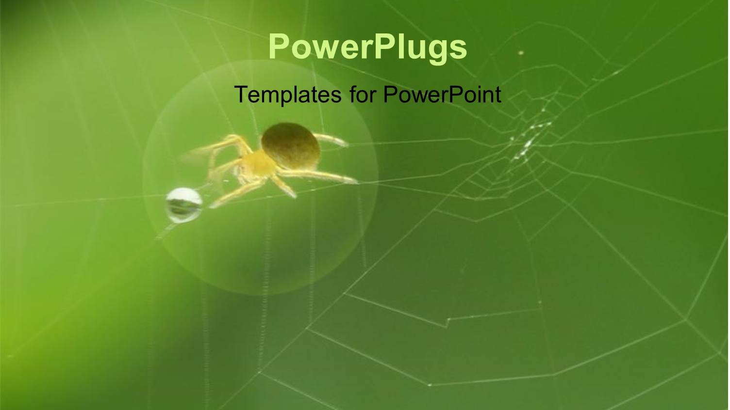 a Spider with a Water Droplet and a Web