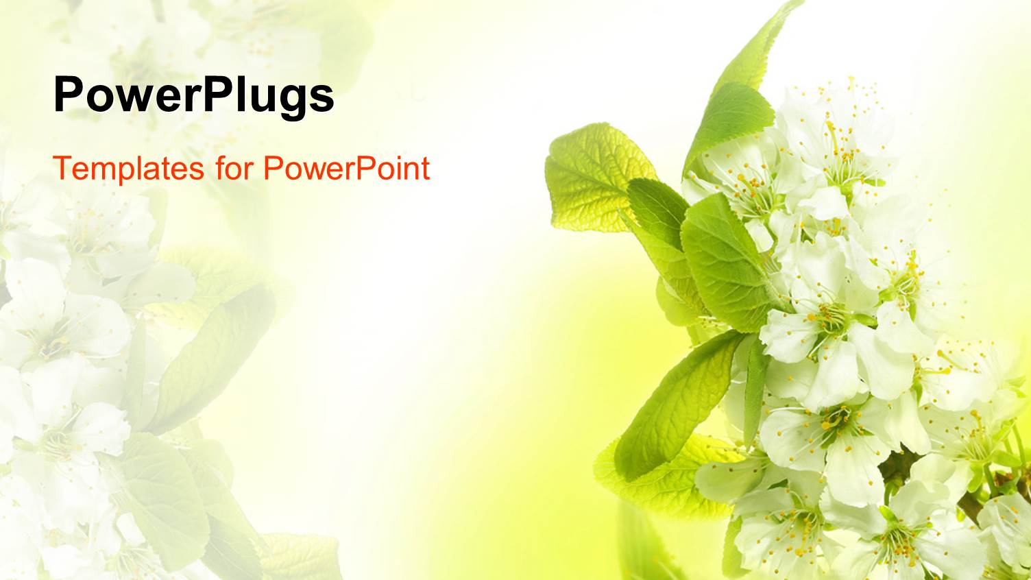 Spring Blossoms with White Flowers and Green Leaves