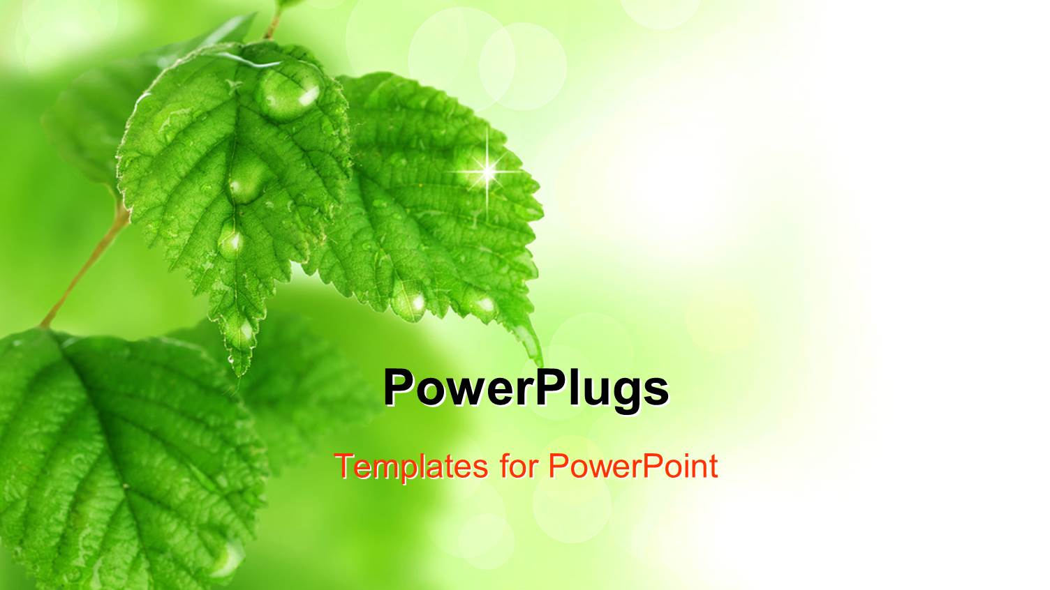 a Lot of Leaves with Blurr Background