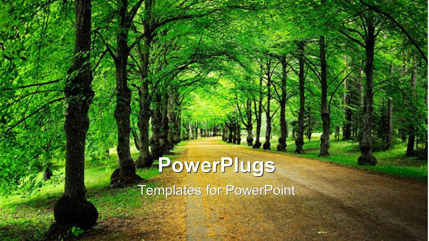 a Street View of a Forest with Many Trees 