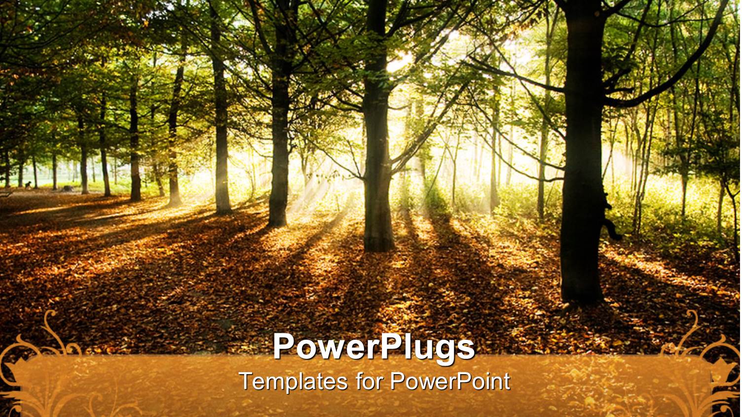 Sun Rays Penetrating Through Trees Arranged in Straight Line