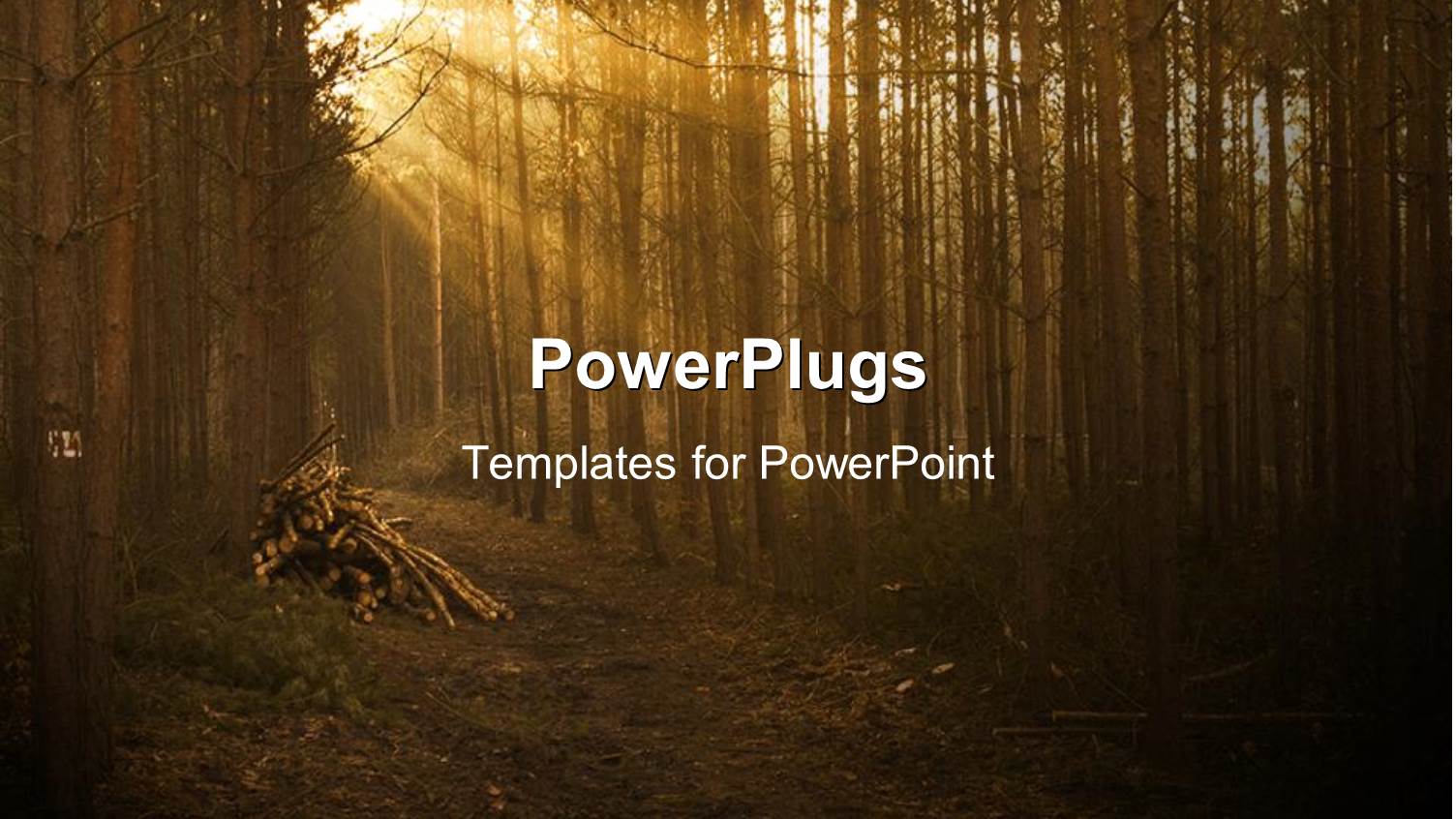 Sun Set View of a Forest with a Cleared Foot Path