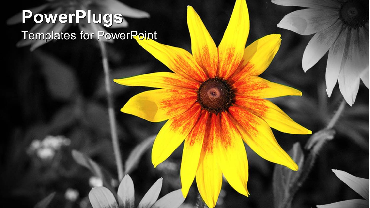 a Sunflower with Black and White Flowers in the Background