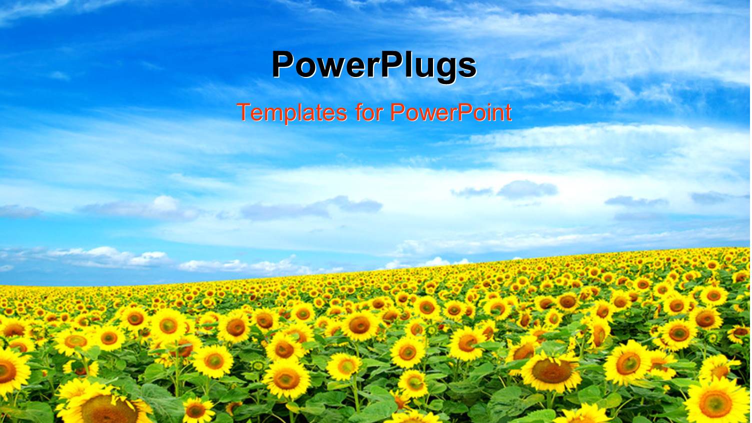 a Sunflower Farm with Clouds in the Blue Sky