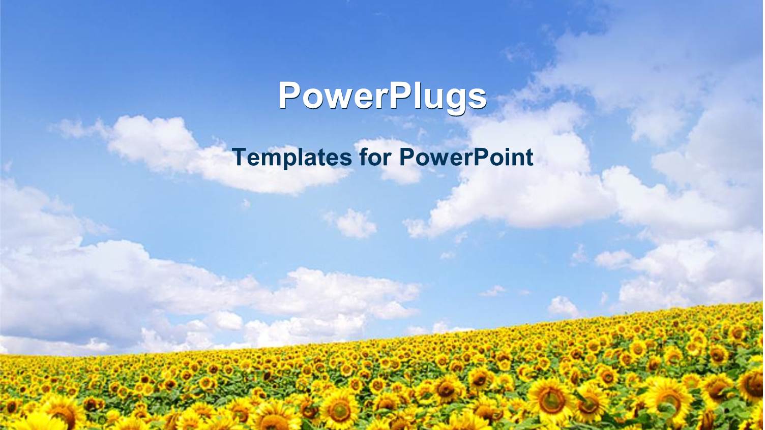 Sunflower Field with White Clouds on Bright Blue Sky Background