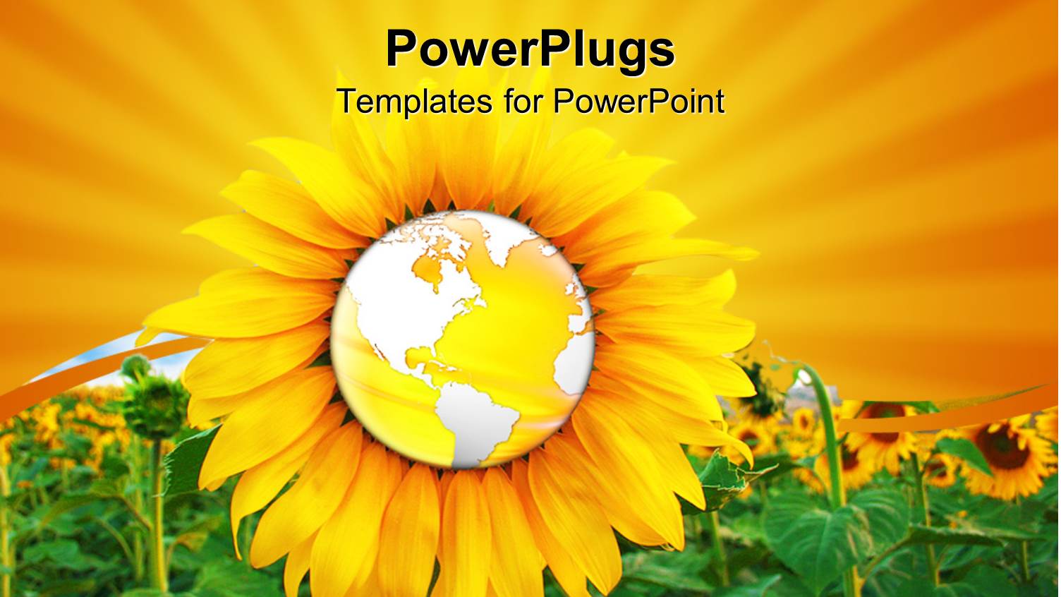 a Sunflower with the Globe in the Middle and a Lot of Sunflowers in the Background