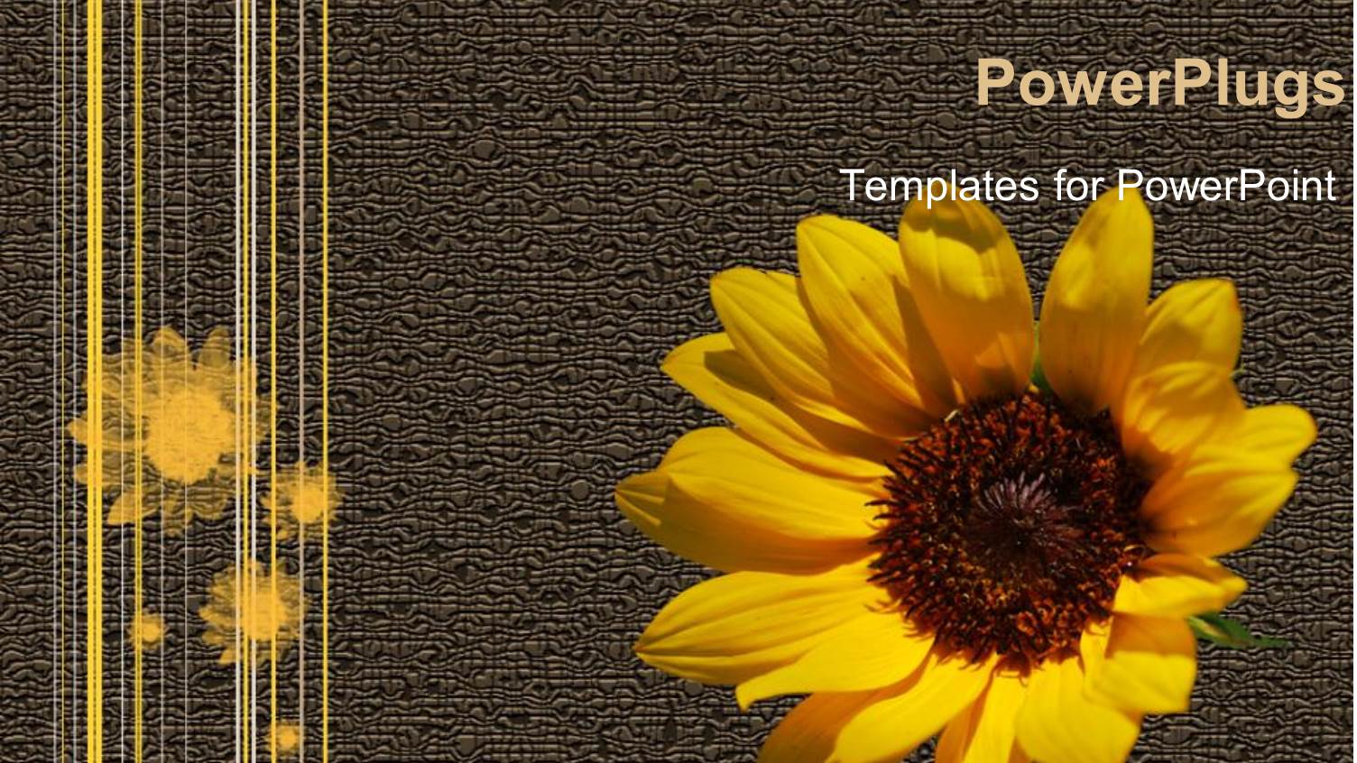 a Sunflower with Grayish Background and Place for Text