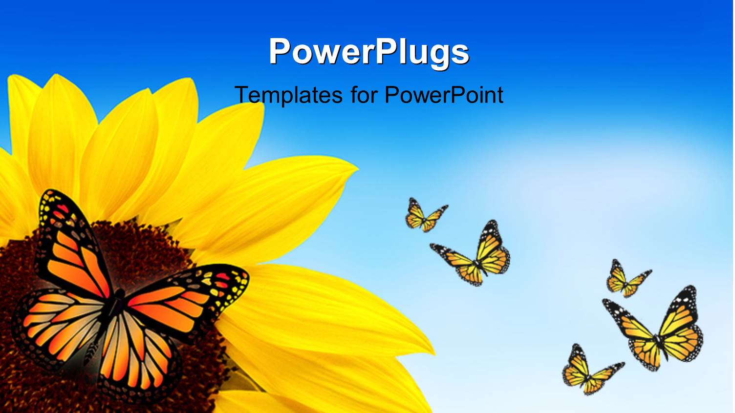 a Sunflower with a Lot of Butterflies Around it