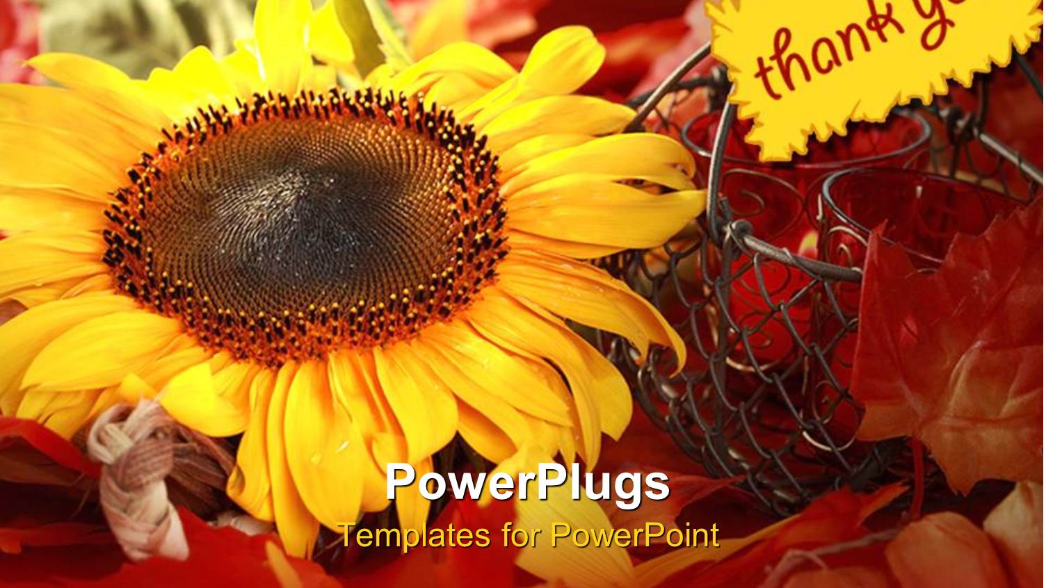 a Sunflower with the Note of Thank you