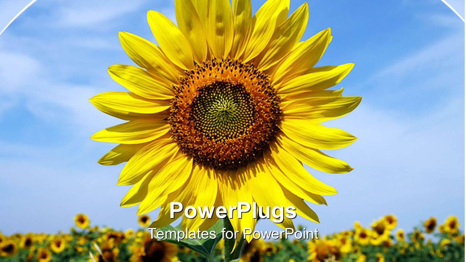 a Sunflower with a Number of Sunflowers in the Background