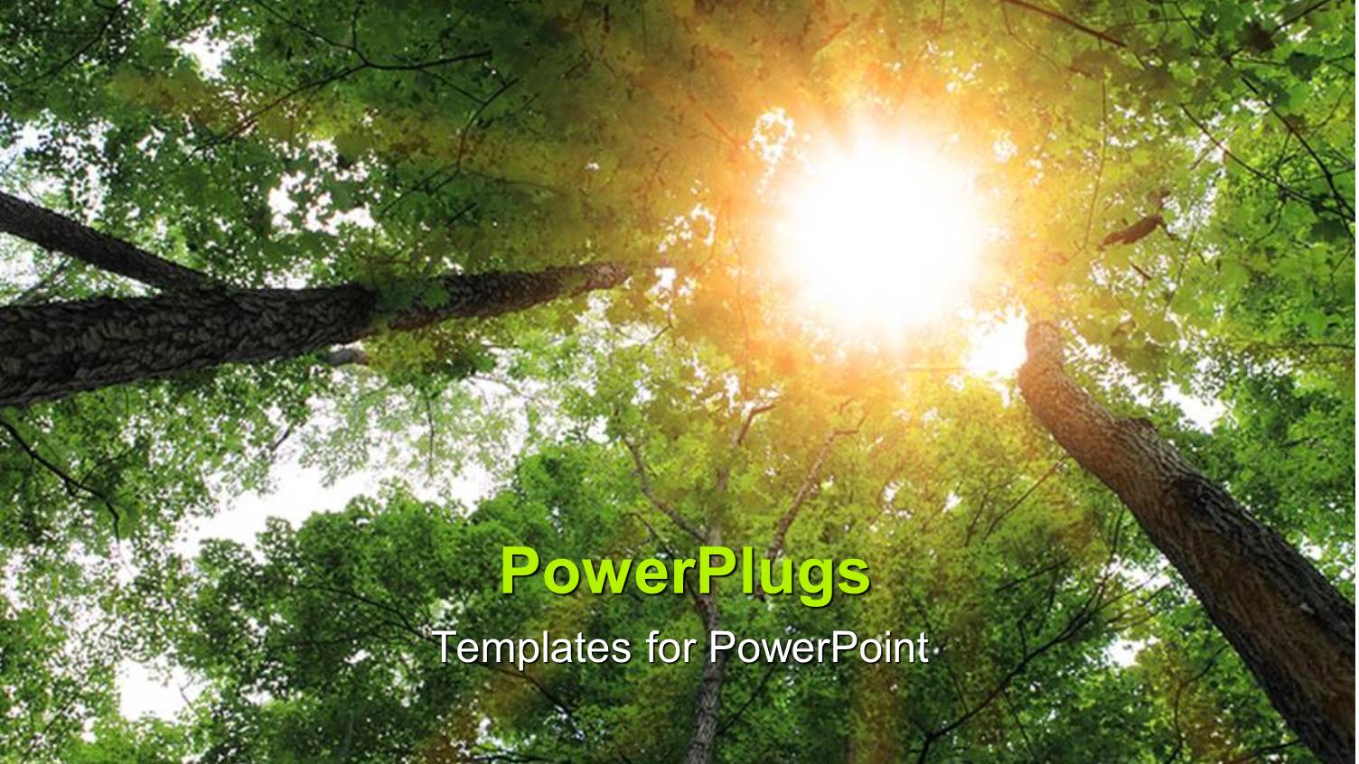 the Sunlight Coming in Between Three Trees