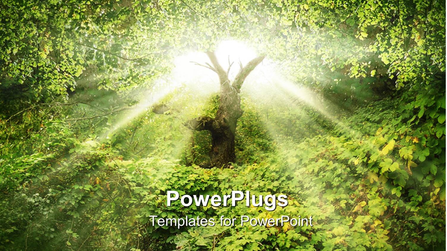 the Sunlight Coming Out of a Tree with Bright Background