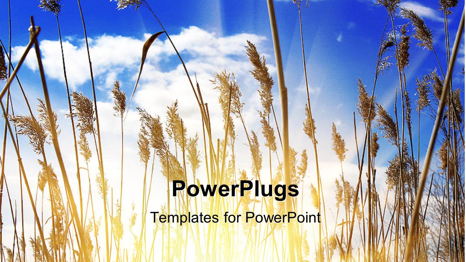 Sunlight Filtering Through Dense Growth of Tall Grasses