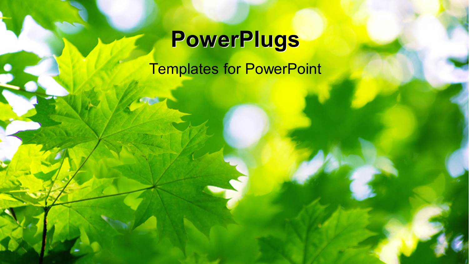 Sunny Day with Sun Piercing Through Green Leaves