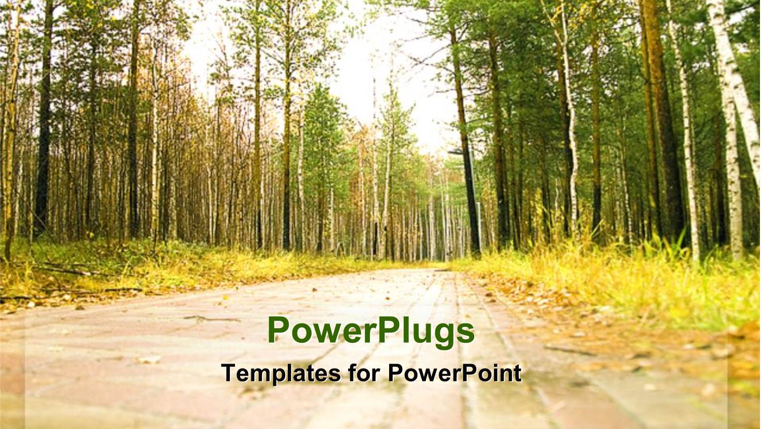 Sunny View of a a Street with Tall Trees