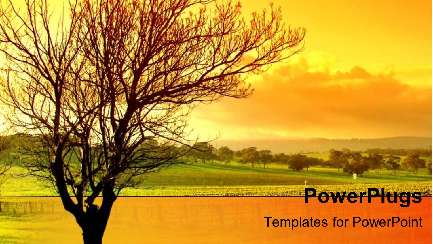 Sunset Behind Bare Tree, Green Grass