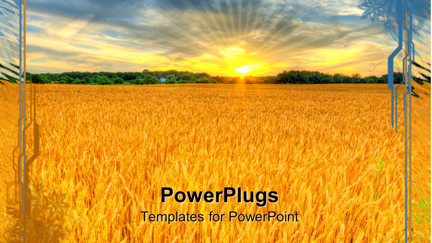 Sunset Country Landscape, Wheat Field, Agriculture, Farming