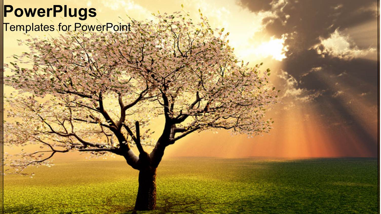 Sunset View of a Tree with Sunny Sky and Grass