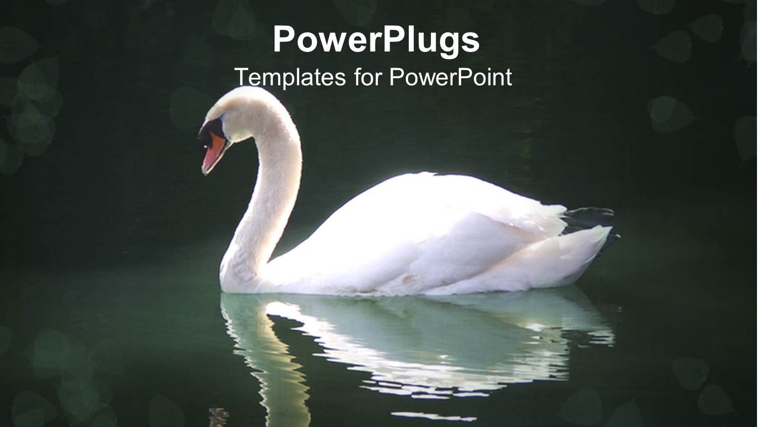 Swan Swimming in Dark Pool of Water with Reflection in Water