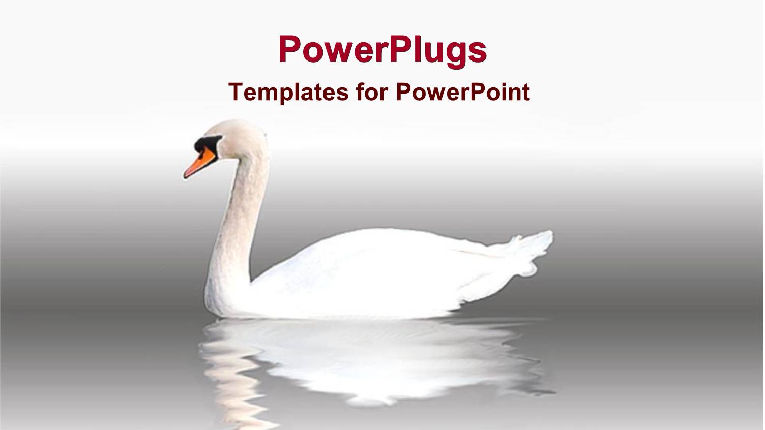 Swan Swimming in Water with Reflection in Water