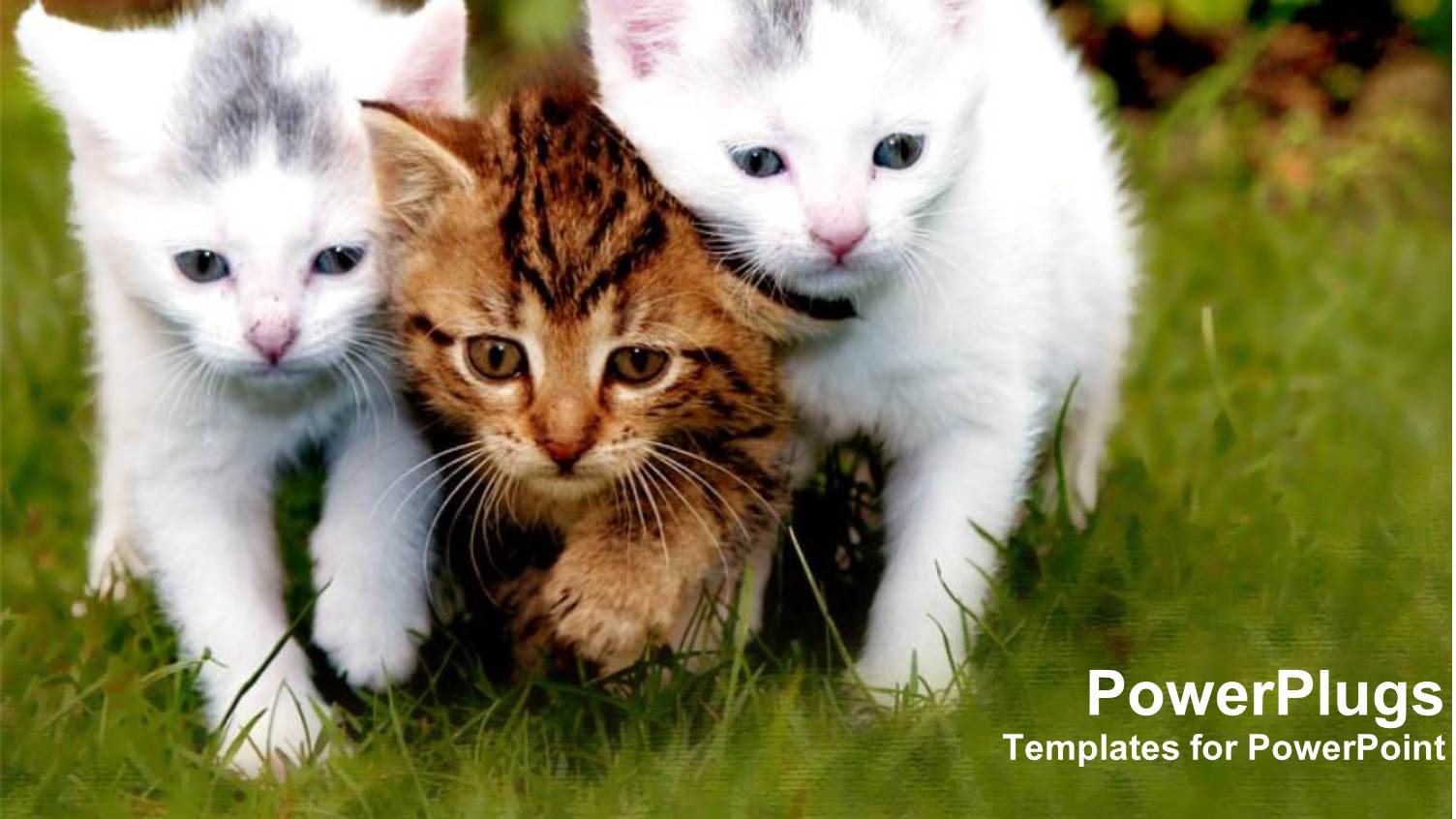 Three Beautiful Kittens Together with a Green Background