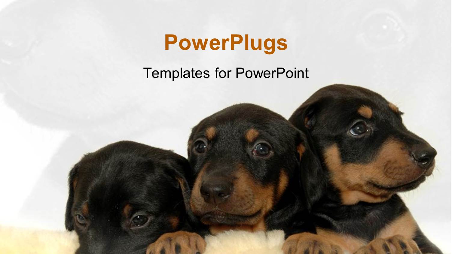 Three Cute Black and Brown Puppies on Fuzzy Rug