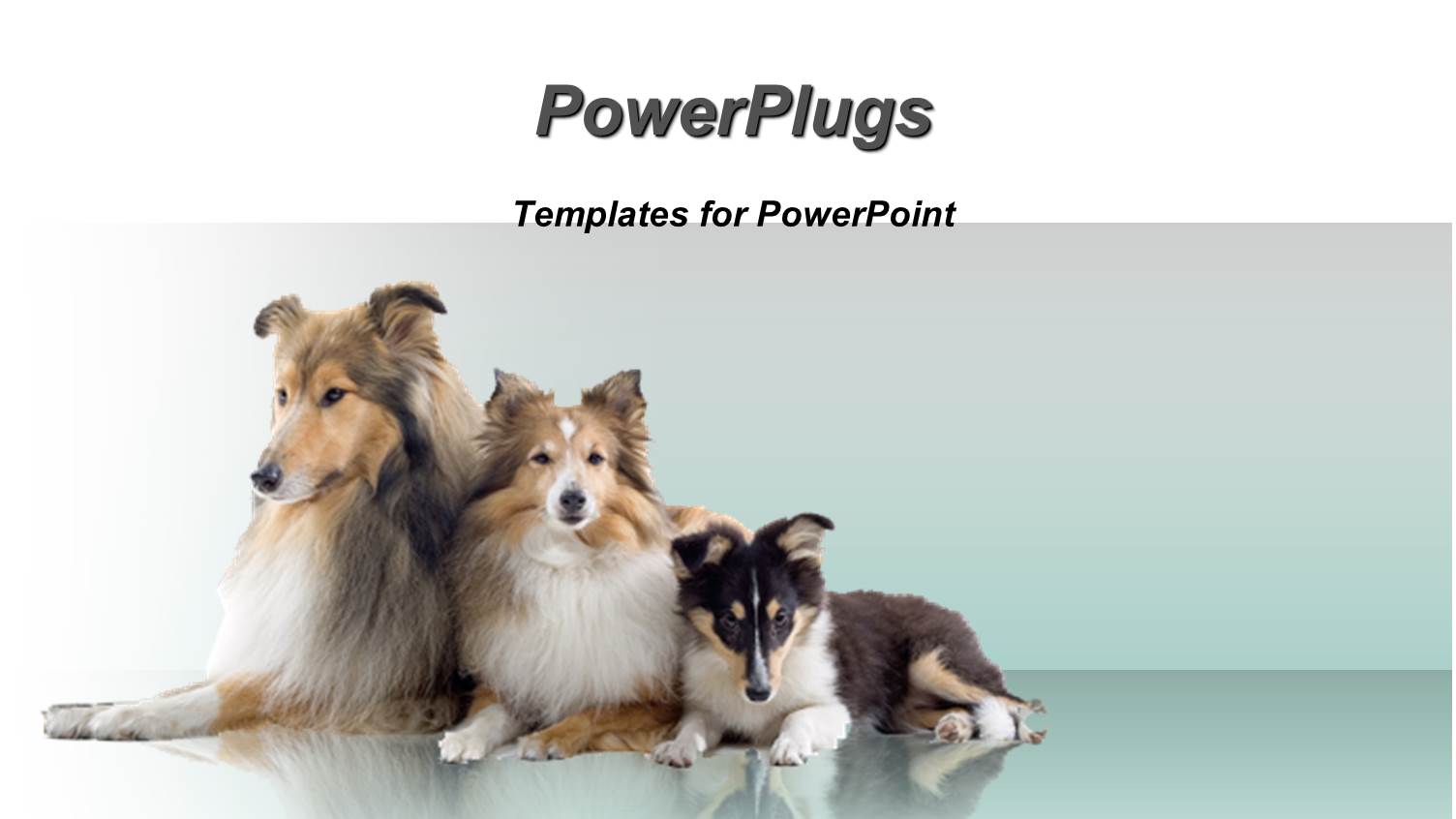 Three Dogs on Blue and White Background