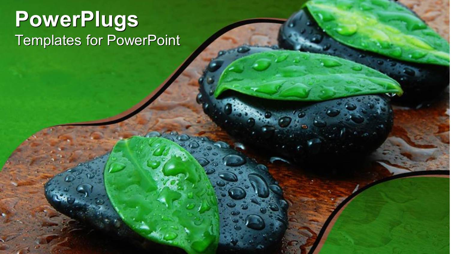 Three Leaves Atop Black Stones with Water Drops