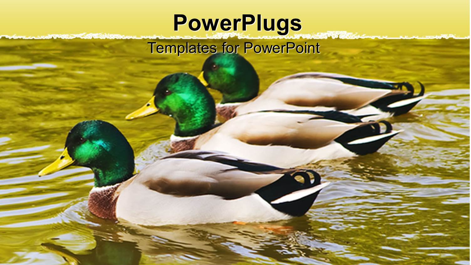 Three Mallard Ducks Floating on Pond