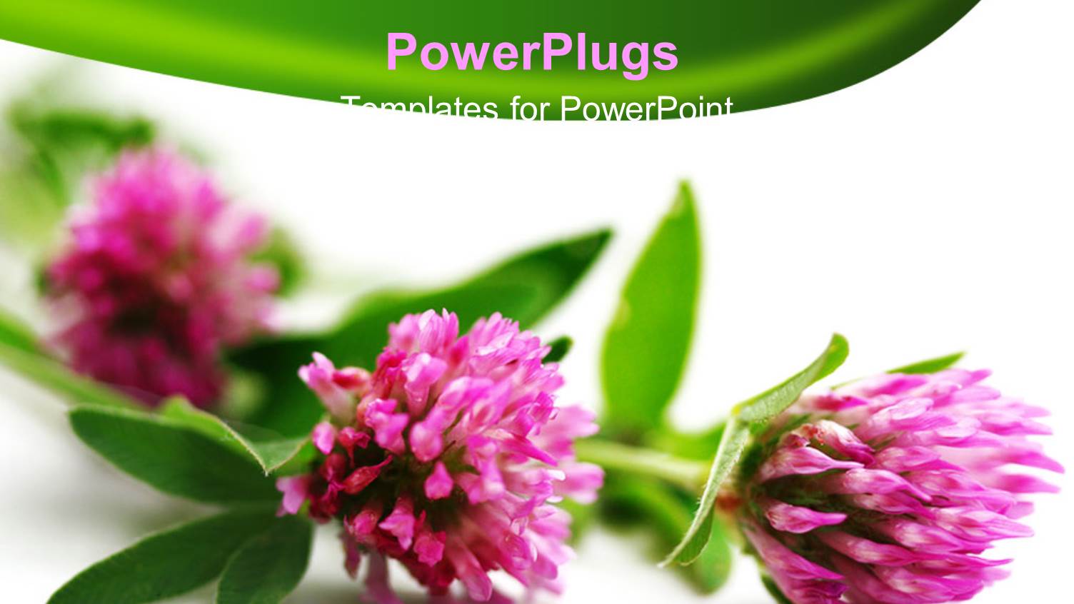 Three Pink Flowers on a White and Green Background