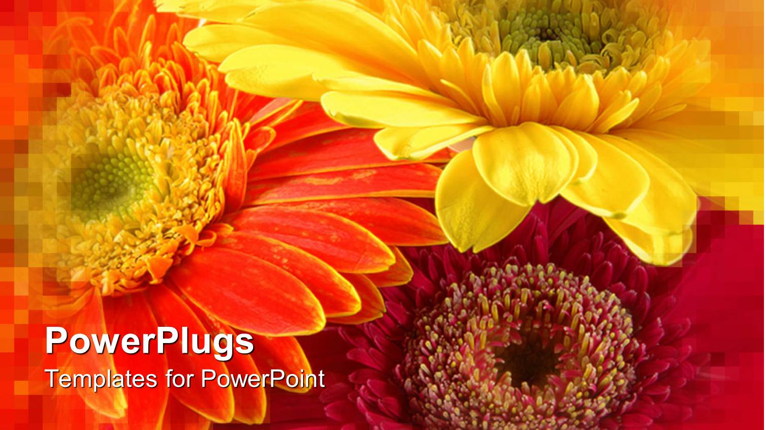 Three Yellow Colored Flowers with a Blurry Orange Background 