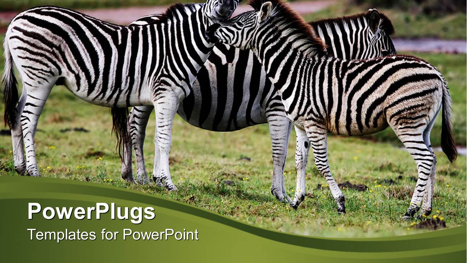 Three Zebras Snuggling on African Grassy Plain