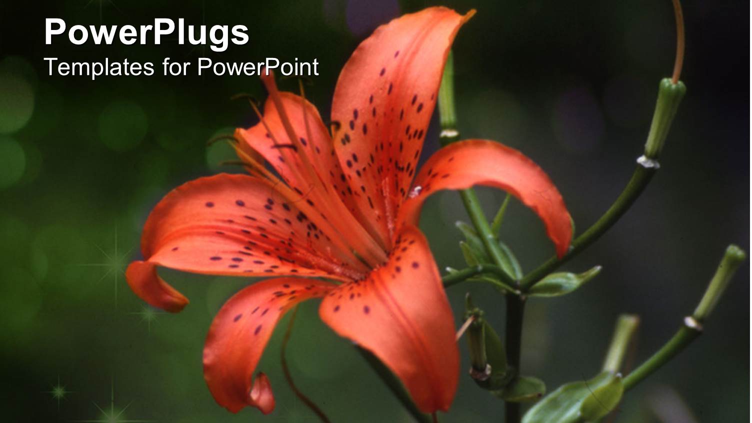 Tiger Lily Flourishing on Blurry Background