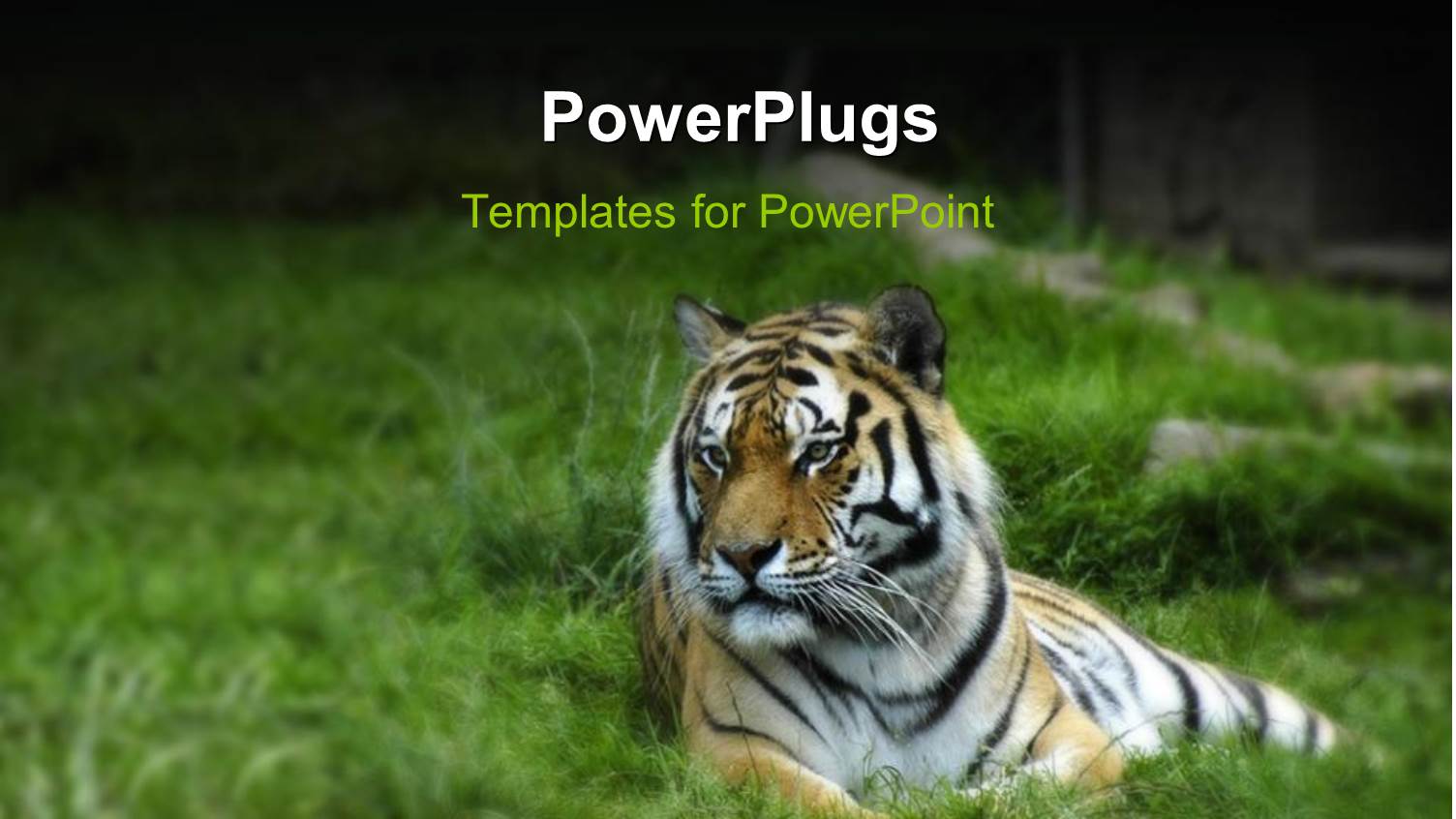 a Tiger Lying Calmly of an Open Green Grass Field