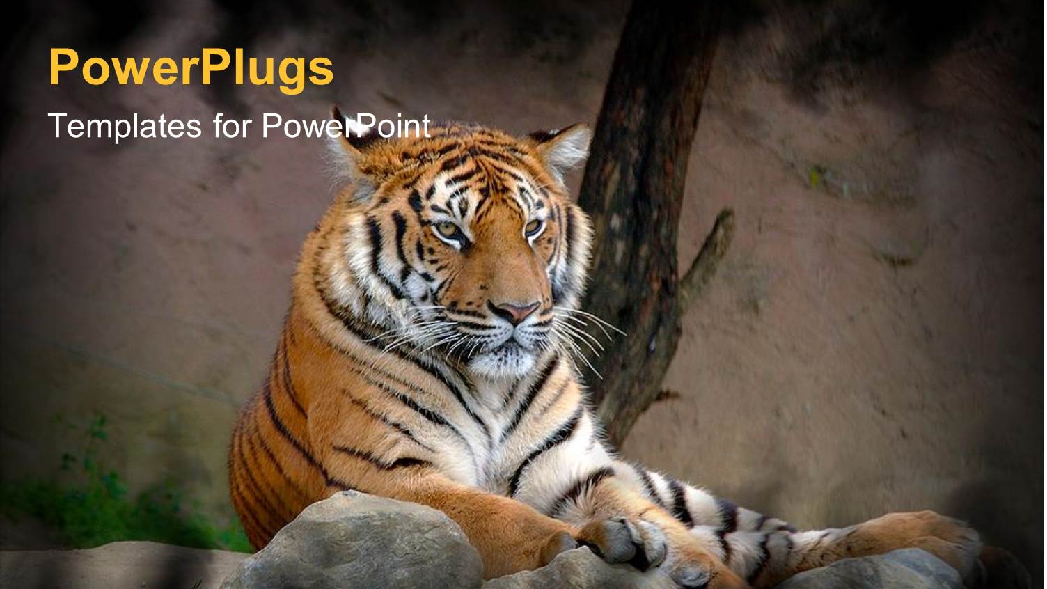 Tiger Lying on a Rock on a Natural Background