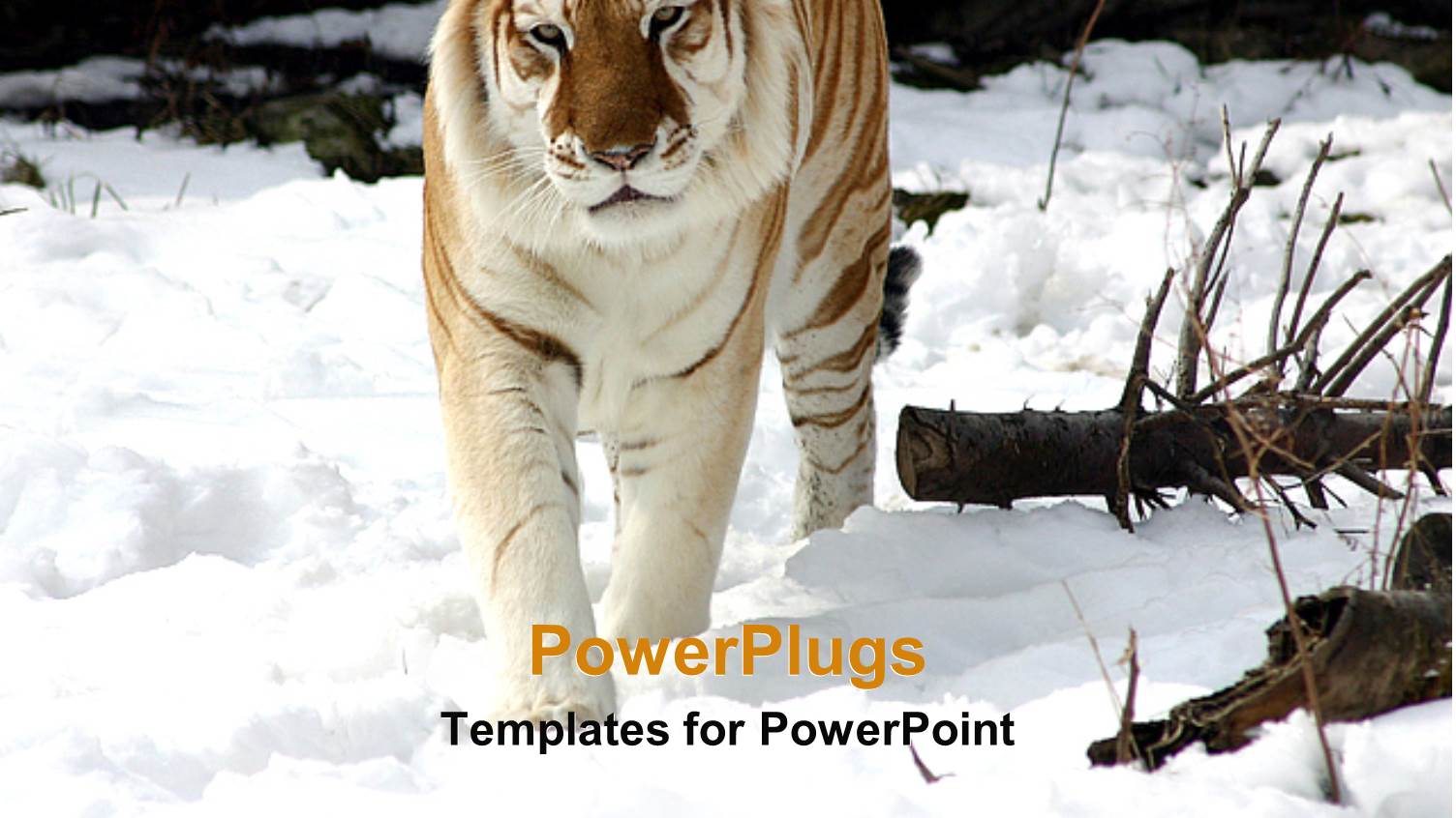 a Tiger Walking on the Ice