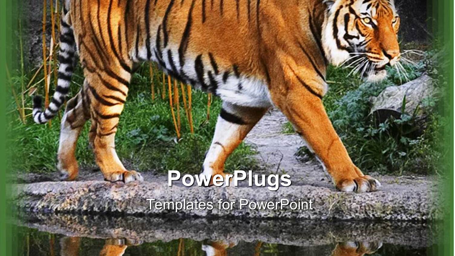 Tiger Walking on a Stony Path Beside a Lake