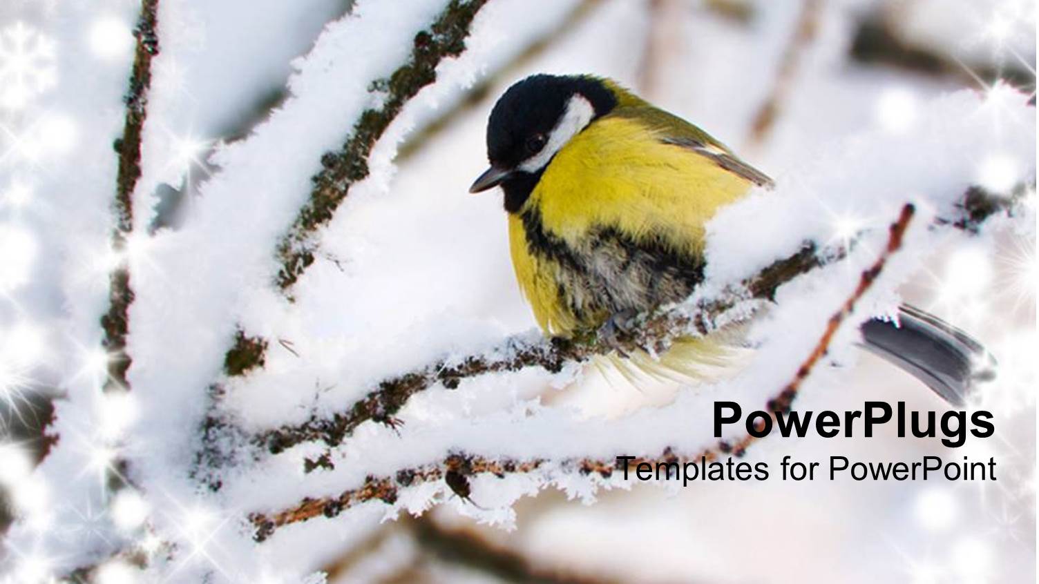 Titmouse with Winter Snow on Tree Branches