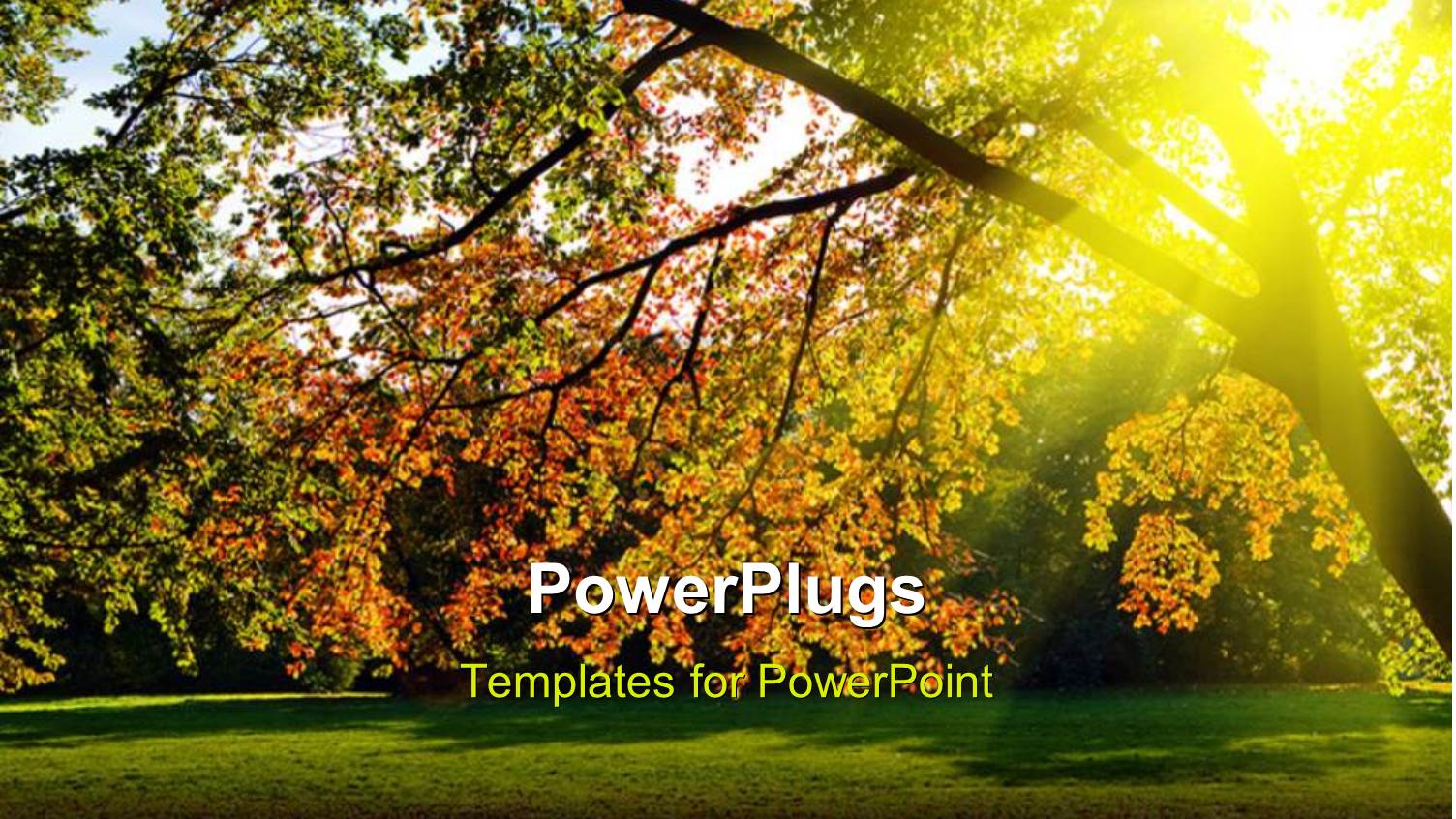 a Tree in the Forest with a Sunshine in the Background