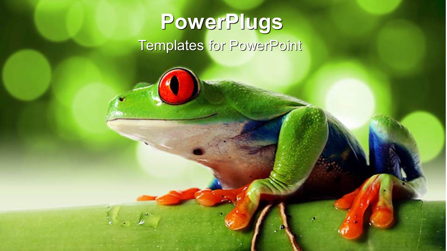 Tree Frog with Red Bulging Eyes on Bamboo Tree