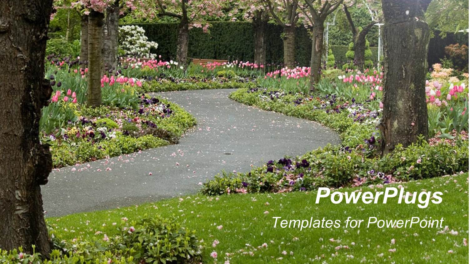 Trees in Blossom and Pink Flowers on Green Grass with Paved Pathway
