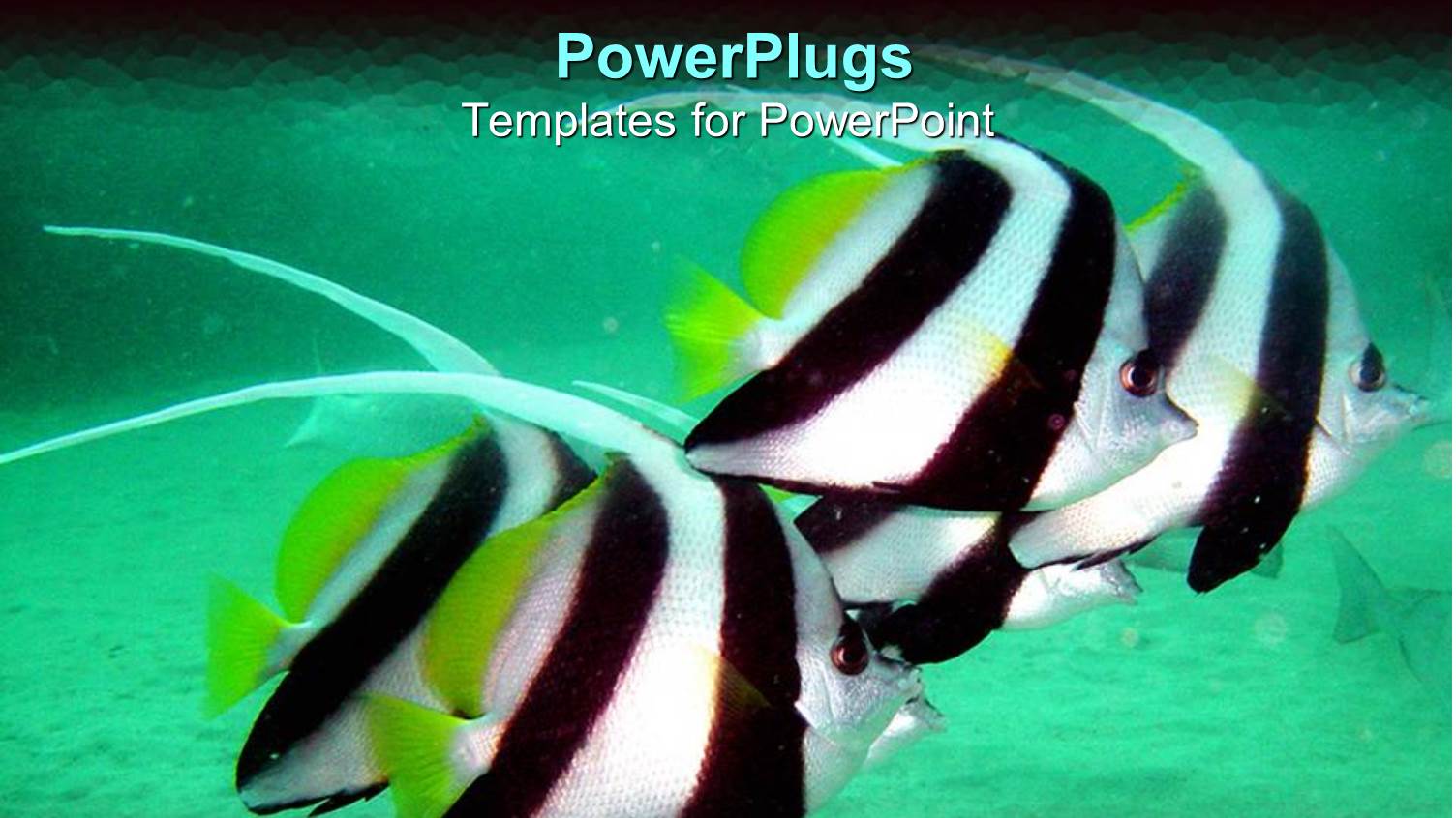 Tropical Black and White Fish in Aquarium