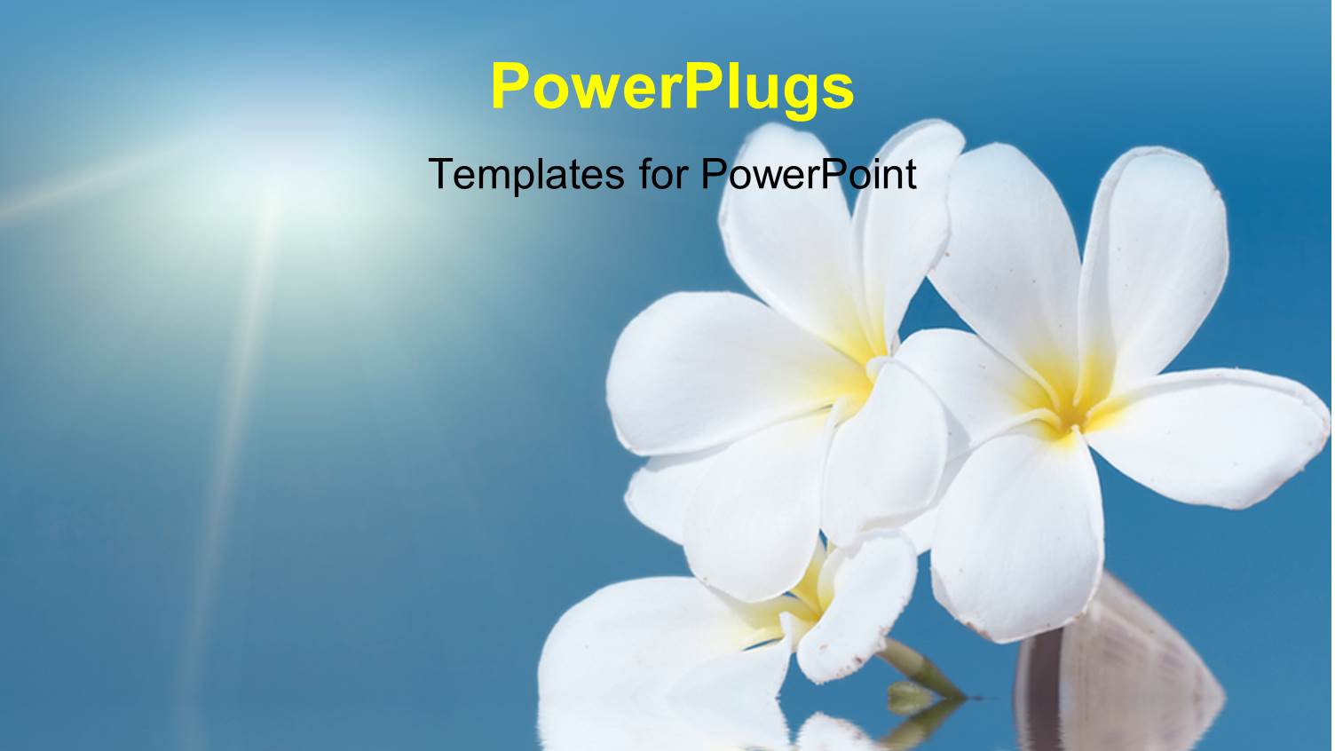 Tropical Flower Plumeria Alba and Seashell with Sea