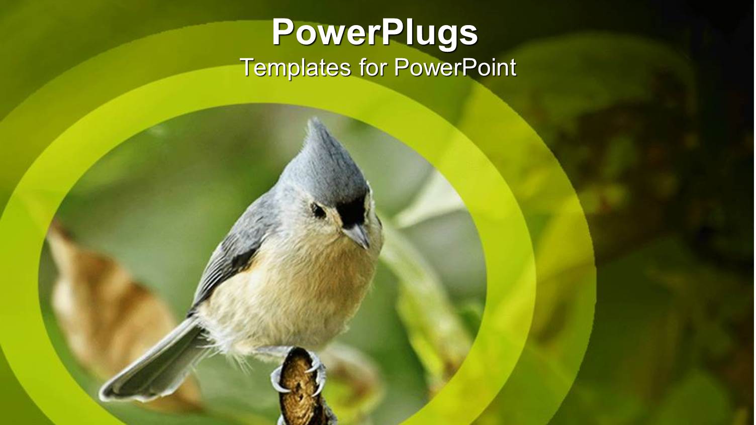 Tufted Titmouse Perch on Tree Branch with Shades of Green