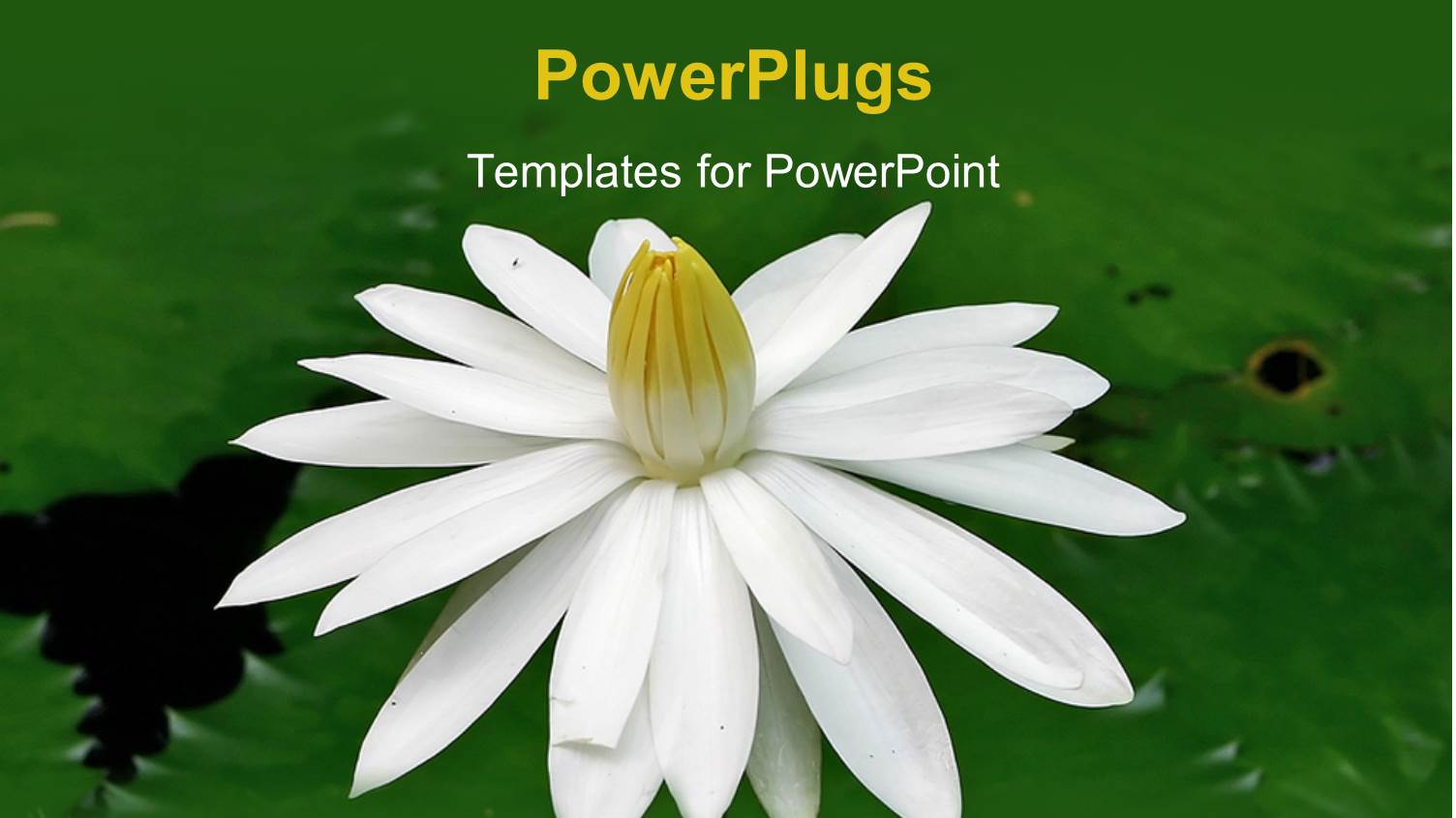 a Tulip Flower in the Lake with a Place for Text