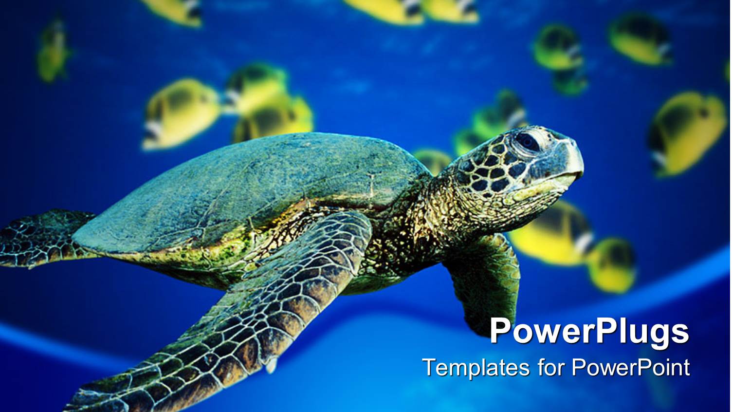 a Turtle is Swimming in Sea and Fishes are also Swimming in Water