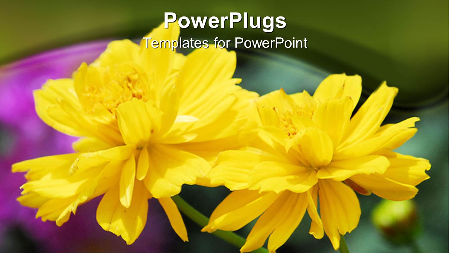 Two Beautiful Bright Yellow Colored Flowers in a Garden